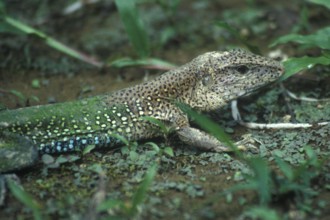 Lizard in Tambopata National Park in the Amazon Basin, Peru, South America, September 1997,