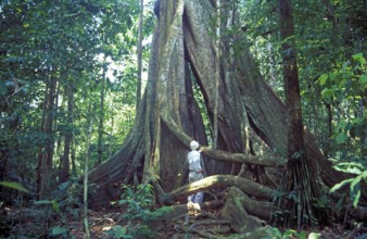 Man standing in front of giant trees in Tambopata National Park in the Amazon Basin, board roots,
