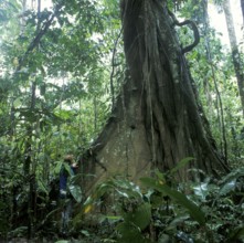 Man standing in front of giant trees in Tambopata National Park in the Amazon Basin, Peru, South