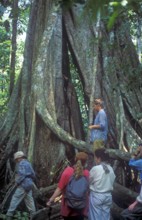 Travel group in front of giant trees in Tambopata National Park in the Amazon Basin, Peru, South