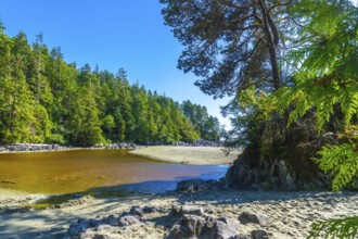 Shallow water reflecting the lush rainforest on a sunny summer day at tonquin beach near tofino,