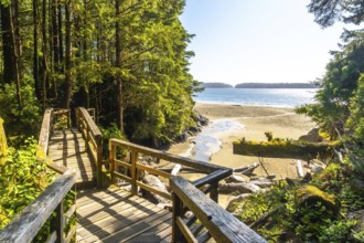 Sunlight filters through lush trees onto a wooden boardwalk, leading to a tranquil sandy beach in