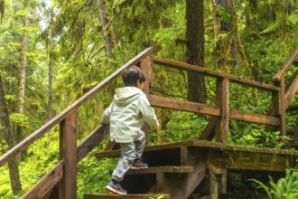 Young child ascending wooden steps on a lush rainforest trail, surrounded by vibrant green foliage
