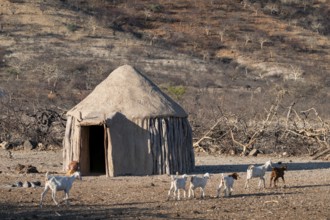 Hut and goats, Himba, traditional Himba village in the savanna, arid countryside, Kaokoveld,