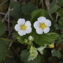 Wild strawberry (Fragaria vesca), in bloom, wild strawberry flower, two open white flowers next to