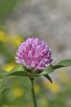 Meadow clover, red clover (Trifolium pratense), flower in a meadow, medicinal herb, Wilnsdorf,