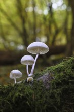 Ringed beech slime beetle (Oudemansiella mucida), on beech deadwood, Wilnsdorf, North