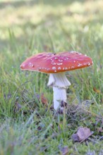 Red fly agaric (Amanita muscaria), fruiting body, in a meadow, close-up, Wilnsdorf, North