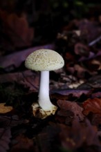 False death cap (Amanita citrina), on forest floor, Wilnsdorf, North Rhine-Westphalia, Germany