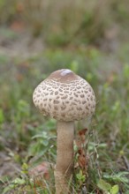 Parasol mushroom, Parasol or giant umbrella mushroom (Macrolepiota procera), closed cap, in a
