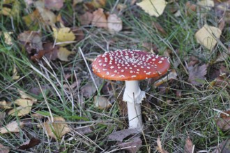 Red fly agaric (Amanita muscaria), fruiting body, in autumn leaves, close-up, Wilnsdorf, North