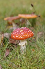 Red fly agaric (Amanita muscaria), fruiting body, in a meadow, close-up, Wilnsdorf, North