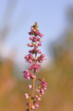 Flowering heather (Calluna vulgaris), heather, Trupacher Heide nature reserve, Siegen, North
