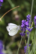 A Cabbage butterfly (Pieris brassicae) sucking nectar on the flower of true lavender (Lavandula