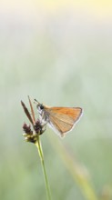 Large skipper (Ochlodes sylvanus, Augiades sylvanus), resting in the evening on a blade of grass in