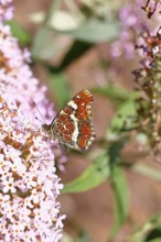 Land carder (Araschnia levana), summer generation, closed wings, underside of wings, on a summer