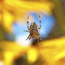 Aculepeira ceropegia, (Araneus ceropegia), macro photograph, spider, arachnid, Wilnsdorf, North