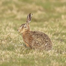 European hare (Lepus europaeus) sitting in a meadow, North Rhine-Westphalia, Germany