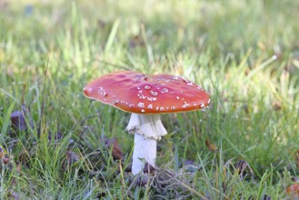 Red fly agaric (Amanita muscaria), fruiting body, in a meadow, close-up, Wilnsdorf, North