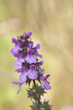 Forest willow (Stachys sylvatica), flower, inflorescence on a forest path, the plant was formerly
