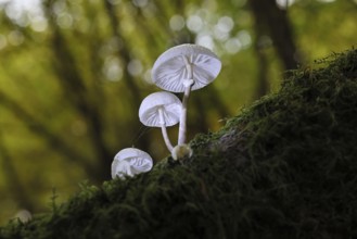 Ringed beech slime beetle (Oudemansiella mucida), on beech deadwood, Wilnsdorf, North