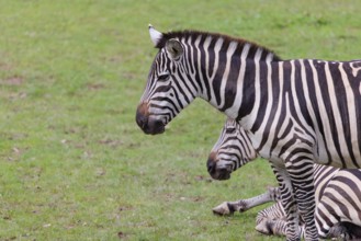 Two adult Grant's zebras (Equus quagga boehmi) rest on a green meadow on a cloudy day. East Africa