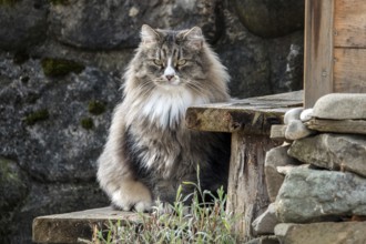 Norwegian forest cat, Bavaria, Germany