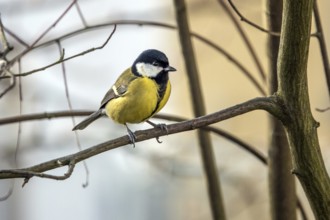 Great tit (Parus major), sitting on a branch, Bavaria, Germany