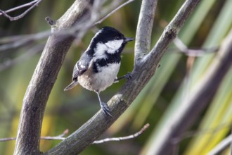 Fir tit (Periparus ater), sitting on a branch, Bavaria Germany