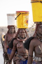 Himba woman fetching water, heavy water bucket on their heads, traditional Himba, Kaokoveld,