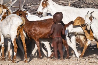 Himba child running in the goat herd, traditional Himba village, Kaokoveld, Kunene, Namibia