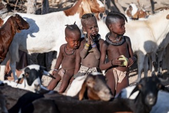 Himba children in the goat herd, traditional Himba village, Kaokoveld, Kunene, Namibia