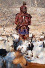 Himba woman taking care of goats, traditional Himba village, Kaokoveld, Kunene, Namibia