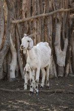Goat, traditional Himba village, Kaokoveld, Kunene, Namibia