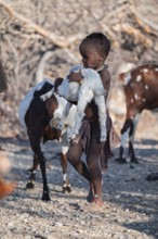 Himba child carrying goat for milking, goat herd, traditional Himba village, Kaokoveld, Kunene,