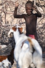 Himba child in the goat herd, traditional Himba village, Kaokoveld, Kunene, Namibia