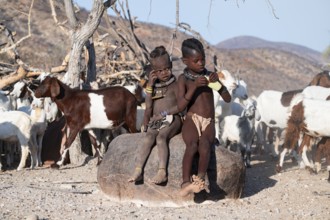 Himba children in front of the goat herd, traditional Himba village, Kaokoveld, Kunene, Namibia