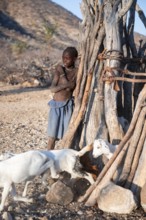 Himba child herding goats, traditional Himba village, Kaokoveld, Kunene, Namibia