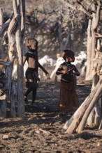 Himba children taking care of goats, traditional Himba village, Kaokoveld, Kunene, Namibia