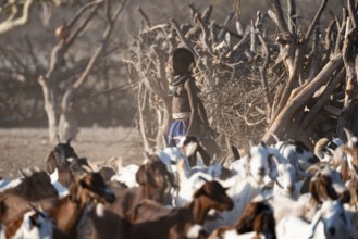 Himba child taking care of goats, traditional Himba village, Kaokoveld, Kunene, Namibia