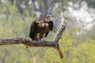 Black-capped vulture (Necrsoyrtes monachus) sitting on a branch, Xakanaxa, Okavango Delta, Moremi