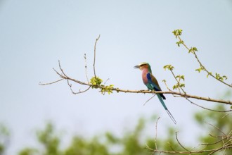 Forked Roller (Coracias caudatus), Xakanaxa, Okavango Delta, Moremi Game Reserve, Botswana