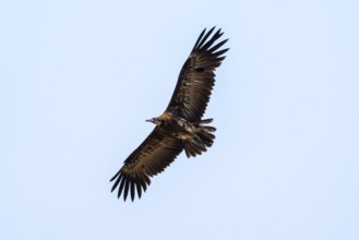 Black-capped vulture (Necrsoyrtes monachus) in flight, Xakanaxa, Okavango Delta, Moremi Game