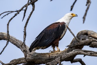 African Fish Eagle (Haliaeetus vocifer), Xakanaxa, Okavango Delta, Moremi Game Reserve, Botswana