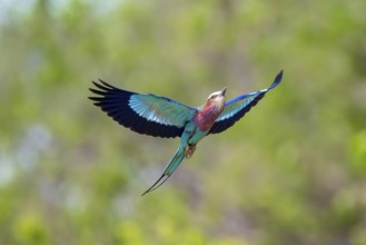 Forked Roller (Coracias caudatus) in flight, Xakanaxa, Okavango Delta, Moremi Game Reserve,
