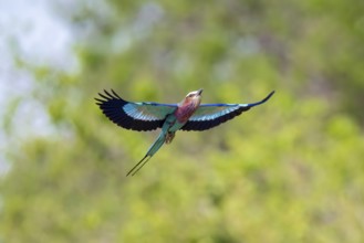 Fork-tailed Roller (Coracias caudatus) in flight, Xakanaxa, Okavango Delta, Moremi Game Reserve,