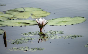 Flowering water lily (Nymphaea) in the water, Xakanaxa Lagoon, Okavango Delta, Moremi Game Reserve,