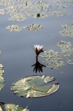 Flowering water lily (Nymphaea) in the water, Xakanaxa Lagoon, Okavango Delta, Moremi Game Reserve,