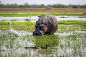 Hippopotamus (Hippopatamus amphibius), grazing in the shallow water of a lake, Okavango Delta,