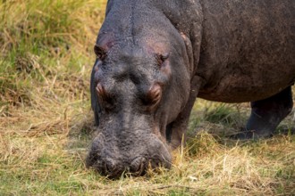 Hippopotamus (Hippopatamus amphibius), grazing in a meadow, animal portrait, Okavango Delta, Moremi